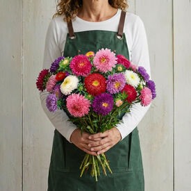 Powder Puff Mix, Aster Seeds